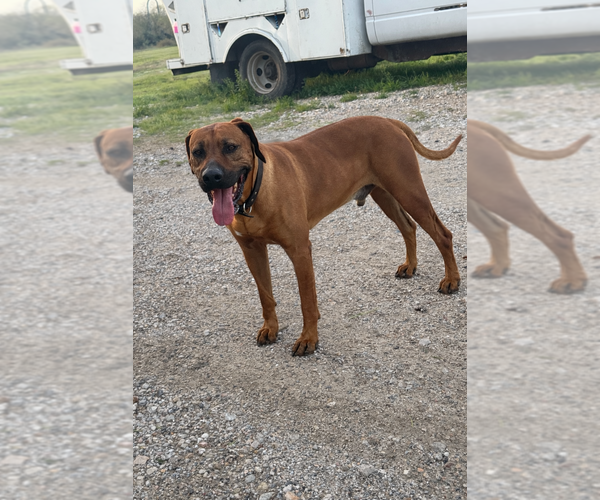 Medium Photo #1 Rhodesian Ridgeback Puppy For Sale in HIGHLANDS, TX, USA