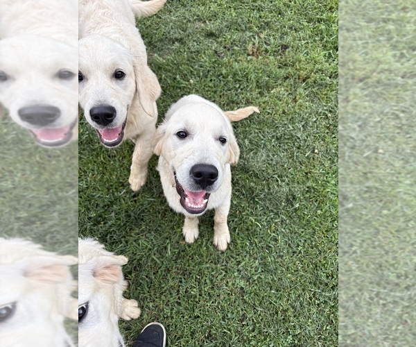 Medium Photo #2 English Cream Golden Retriever Puppy For Sale in WHITE HOUSE, TN, USA