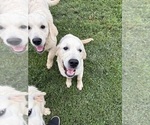 Small #1 English Cream Golden Retriever