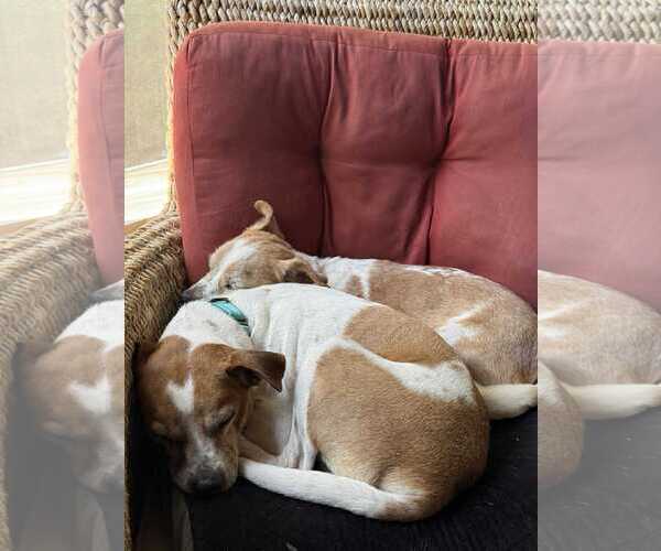 Medium Photo #23 Jack-A-Bee Puppy For Sale in Boonton, NJ, USA