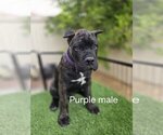 Puppy Purple collar Cane Corso