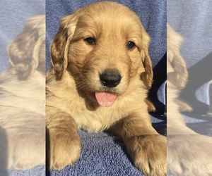 Golden Retriever Puppy for sale in SANTA ANA, CA, USA