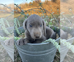 Small #1 Labrador Retriever