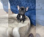 Small Photo #33 French Bulldog Puppy For Sale in HOUSTON, TX, USA