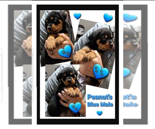Medium Photo #1 Rottweiler Puppy For Sale in SHARPSVILLE, PA, USA