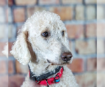 Small Photo #3 Goldendoodle Puppy For Sale in Farmington, MN, USA