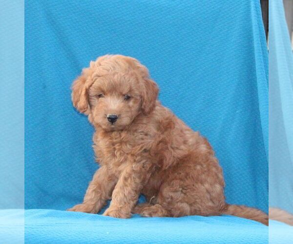 Medium Photo #3 Goldendoodle (Miniature) Puppy For Sale in AIRVILLE, PA, USA