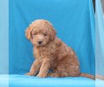 Small #2 Goldendoodle (Miniature)