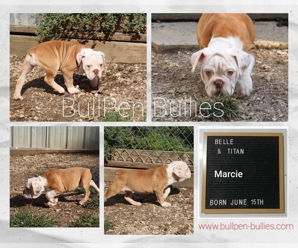 Medium Photo #2 Olde English Bulldogge Puppy For Sale in PINE VILLAGE, IN, USA