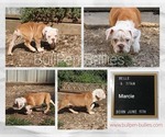 Small #1 Olde English Bulldogge