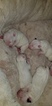 Small Photo #19 Bull Terrier Puppy For Sale in JACKSON, MI, USA