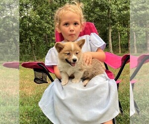 Pembroke Welsh Corgi Puppy for sale in NORWOOD, MO, USA