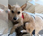 Small #4 Chihuahua Mix