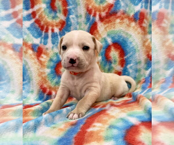 Medium Photo #2 Labrador Retriever-Unknown Mix Puppy For Sale in Duluth, MN, USA