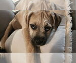 Small #9 American Pit Bull Terrier-Bulldog Mix