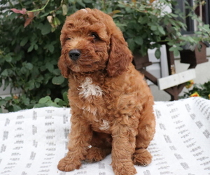Poodle (Miniature) Puppy for sale in HONEY BROOK, PA, USA