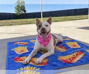 Mutt Dogs for adoption in Orange, CA, USA