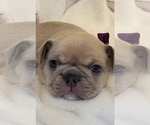 Puppy Caramelz French Bulldog