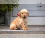Small #3 Golden Retriever