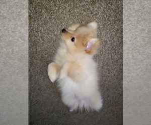 Miniature Spitz Puppy for sale in KANSAS CITY, KS, USA