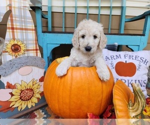 Double Doodle Puppy for sale in CHATSWORTH, GA, USA
