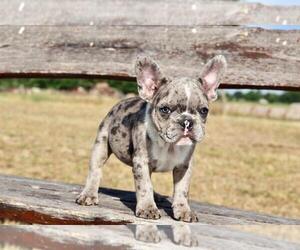 French Bulldog Puppy for sale in ERIAL, NJ, USA