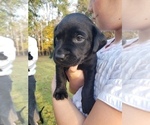 Small Photo #17 Labrador Retriever Puppy For Sale in FAYETTEVILLE, GA, USA