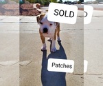 Small Photo #9 American Bulldog Puppy For Sale in EL PASO, TX, USA