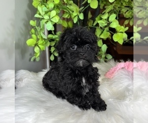 Maltipoo Puppy for sale in FRANKLIN, IN, USA