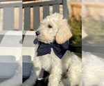 Small Photo #4 Labradoodle Puppy For Sale in TAHLEQUAH, OK, USA