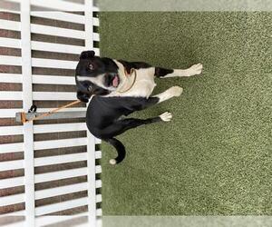 Border Collie Dogs for adoption in Modesto, CA, USA