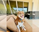 Small Australian Shepherd Mix