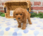 Small #9 Cavapoo (Miniature)