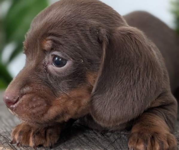 Medium Photo #40 Dachshund Puppy For Sale in GOSHEN, IN, USA