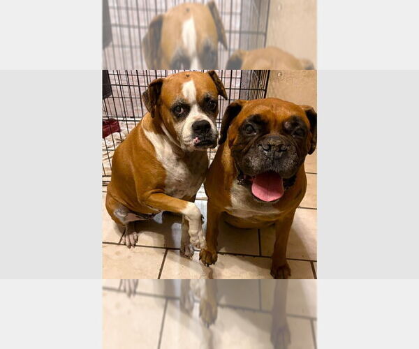 Medium Photo #2 Boxer Puppy For Sale in Austin, TX, USA