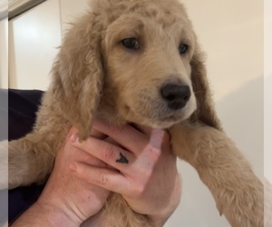 Goldendoodle Puppy for sale in NEWBURGH, IN, USA