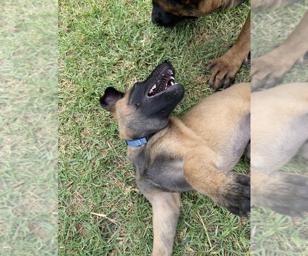 Medium Photo #2 Belgian Malinois Puppy For Sale in IMPERIAL BEACH, CA, USA
