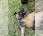 Small Photo #2 Belgian Malinois Puppy For Sale in IMPERIAL BEACH, CA, USA