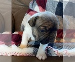 Small Photo #6 French Bulldog Puppy For Sale in SEYMOUR, MO, USA