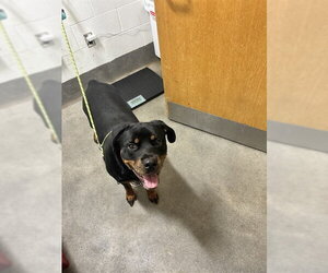 Rottweiler Dogs for adoption in Forestville, MD, USA