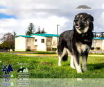 Small #3 Alaskan Malamute-Huskies  Mix