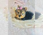Small #5 ShihPoo