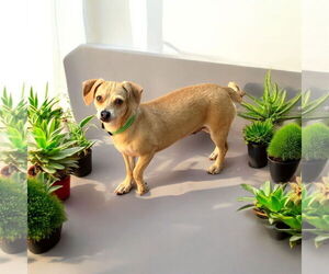 Chihuahua Dogs for adoption in Menifee, CA, USA