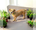 Small Chihuahua