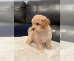 Small #1 Australian Labradoodle