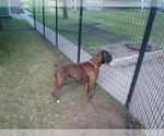 Small Photo #1 Boxer Puppy For Sale in NEW ULM, MN, USA