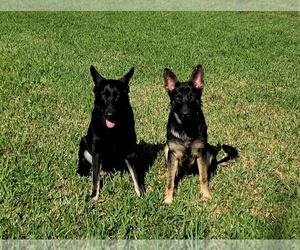 Father of the German Shepherd Dog puppies born on 06/21/2026