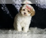 Small Photo #20 Maltipoo Puppy For Sale in WARSAW, IN, USA