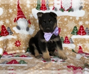 German Shepherd Dog Puppy for sale in LANCASTER, PA, USA