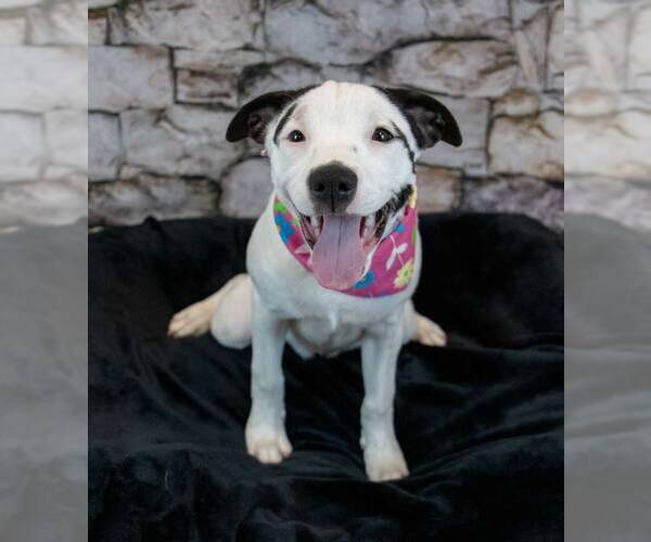 Medium Photo #6 Mutt Puppy For Sale in Kennesaw, GA, USA